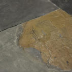 Dlažba JACK MULTI NATURAL břidlice přírodní IMG_1134.jpg